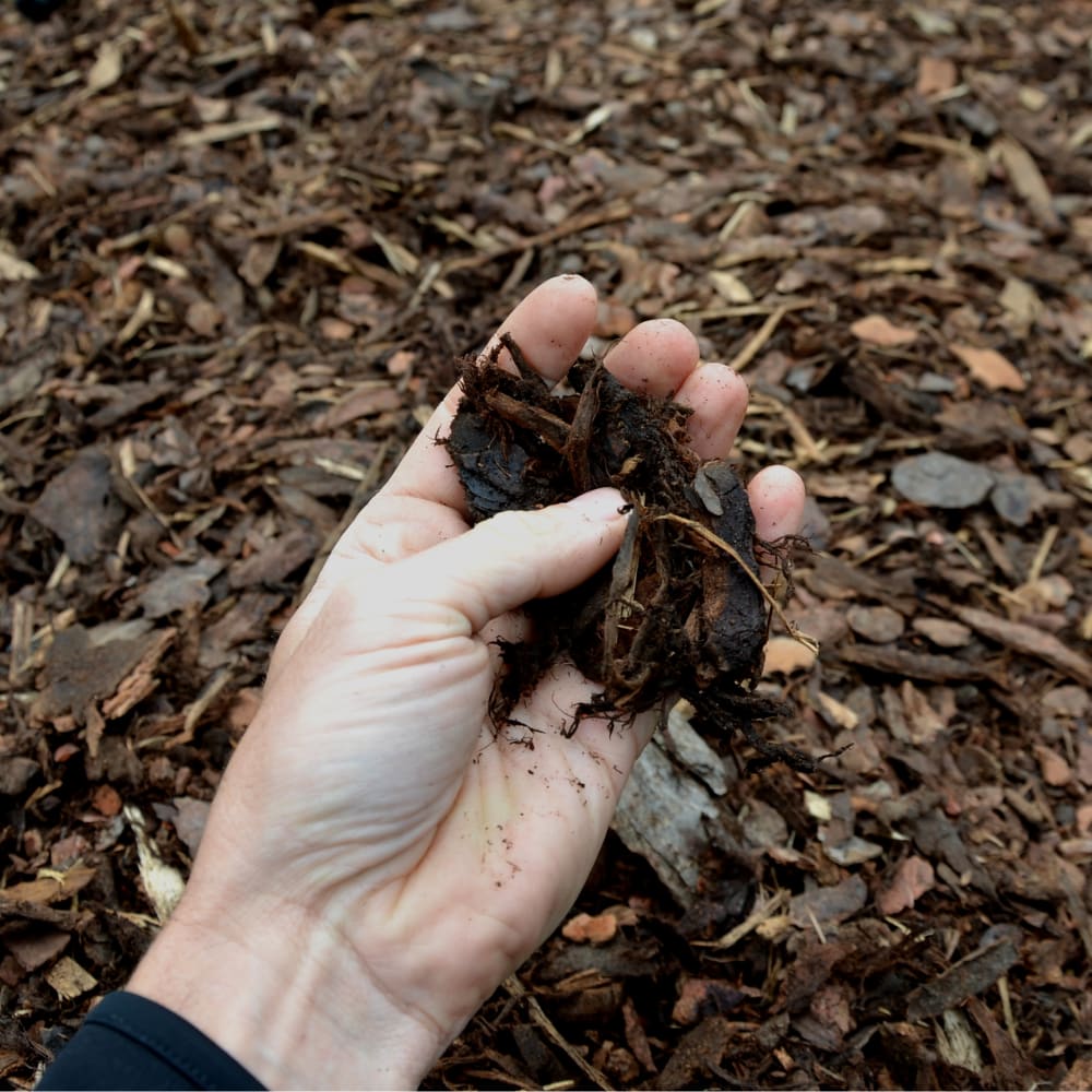A person is holding some mulch in their hands.